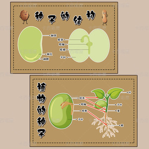 幼儿园植物角自然角配套环创布置种子的结构成长过程光合作用墙贴