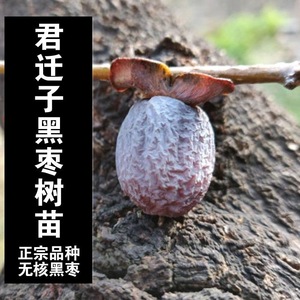 无核黑枣苗软枣苗野生君迁子苗野柿子苗牛奶黑枣果树正宗枣树活苗