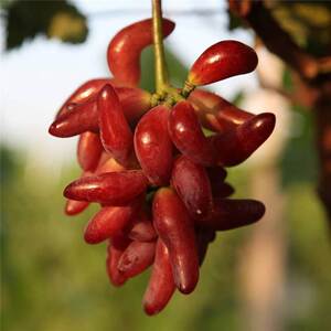 葡之梦葡萄树曲嫁接玲珑指无籽葡萄果树苗爬藤小辣椒女巫指葡萄苗