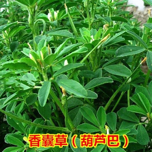 香豆种子中华香草香囊草种孑东北端午做香包香料用花卉香草新种籽