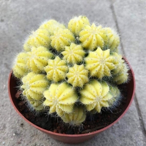 仙人球室内盆栽超大好养开花刺球办公室防辐射植物多头金丝猴多肉