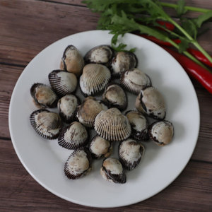 舟山宁波鲜活蛤蜊血蛤鲜活贝类赤贝大毛蛤花蛤蜊海鲜新鲜水产