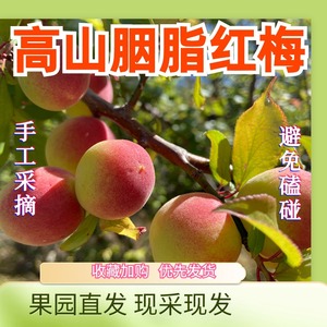 高山胭脂梅红梅云南丽江新鲜现采现摘泡酒酵素胭脂红梅水果野生梅