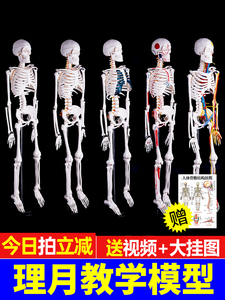 人体骨骼模型骨架小白全身脊椎仿真医学结构解剖骷髅脊柱儿童玩具