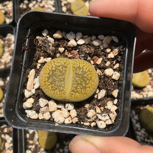 带盆发 3cm黄日轮大单头四年母本株 生石花