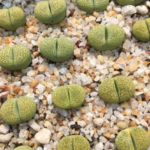 绿碧琉璃生石花