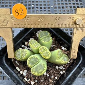 12上新  82号黄鸣玄6头群生带盆发 5年母本生石花