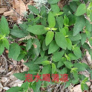 原生态野坝子野香苏野坝子茶云南中草药凉茶清热泡水煮鸡干品