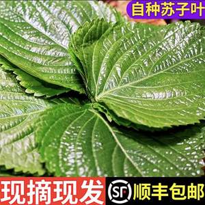 顺丰包邮新鲜苏子叶农家 菜韩国烤肉叶日式料理绿色蔬菜紫苏菜叶