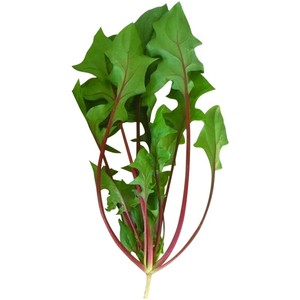 红梗菠菜种秋冬季四季盆栽丹麦红莲草野菜种籽耐寒菜种籽蔬菜种孑