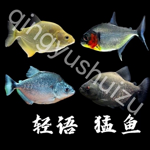 秘鲁巴西南美洲亚马逊热带猛鱼黑食水虎鱼普黑辛古钻黑阿拉瓜亚