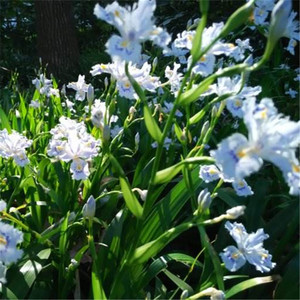 扁竹兰鸢尾花苗扁竹根扁担草易养盆栽繁殖快20棵