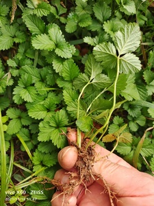 蛇莓 蛇泡草 龙吐珠 三爪风 野草莓 地莓 蛇果苗10棵