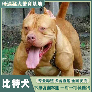 【幼狗比特犬巨型】幼狗比特犬巨型品牌,价格 - 阿里巴巴