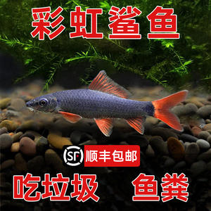 彩虹鲨鱼活体清道夫金苔鼠淡水热带观赏鱼专吃屎垃圾粪便清理藻类
