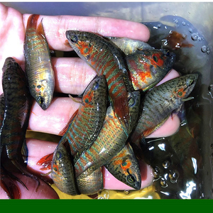 宠物鱼容易养活小型巨普鱼苗小型观赏鱼好养活小鱼仔活鱼淡水养眼