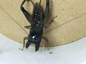 精品蟋蟀·活体蛐蛐·白虫·斗虫·鸣虫·异种黑金刚 ·三尾种母