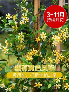 风车茉莉盆栽花苗络石藤浓香四季常青植物阳台庭院耐寒花卉老桩