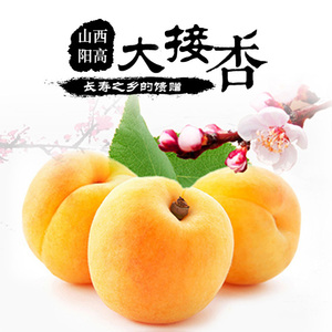 山西大同阳高特产大接杏6斤新鲜水果天然杏子酸甜大黄杏现摘现发