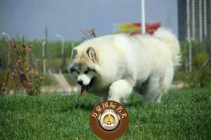 北京正规犬舍出售纯种阿拉斯加雪橇幼犬 赛级血统宠物狗 可空运
