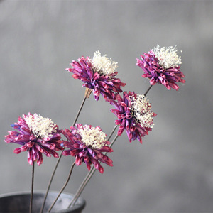矢车菊清新浪漫真花干花矢车菊菊花家居装饰艺术干花花束花插