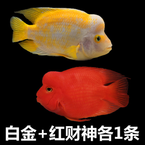 红鹦鹉观赏鱼招财
