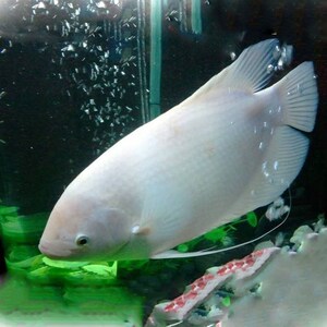 红眼招财鱼活鱼战船热带鱼中型大型观赏鱼混养家养宠物鱼发财鱼