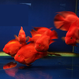 热带鱼财神鱼水族宠物好养红鹦鹉活鱼鹦鹉鱼招财鱼热水鱼观赏鱼