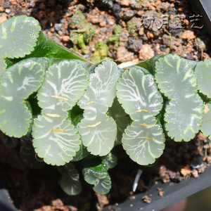 狮子舞玉扇 初月园艺 稀有经典铭品多肉植物万象十二卷有一物一拍