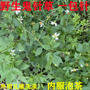 广东新鲜野生鬼针草泡茶四方枝三叶一包针儿童热疹洗澡农村中草药