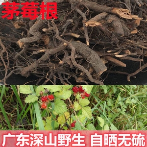 原生茅莓根中草药根三月泡红梅消蛇泡簕刺波自晒无硫深山泡酒凤湿