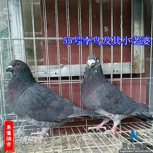 超远程信鸽 国血李鸟 李鸟国血 花盖子儿 李鸟信鸽 (子代预定)