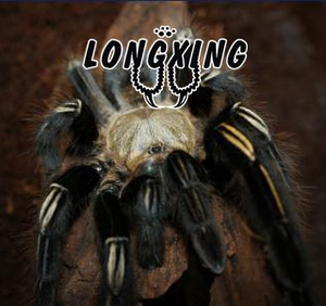 火焰黄膝头宠物蜘蛛足展5-9厘米大幼体凶猛穴居