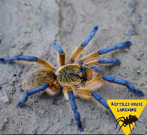 南非蓝腿巴布hp足展6-8厘米宠物蜘蛛