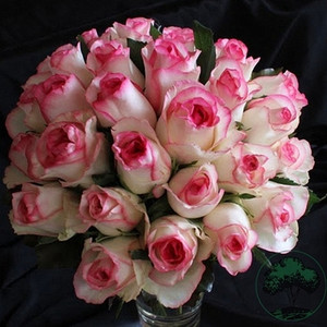 中苗|虞城园艺 灌木月季快乐之源月季白色红边大花不垂头四季开花