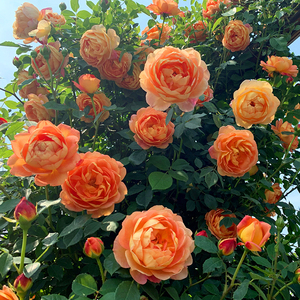 夏洛特女郎月季