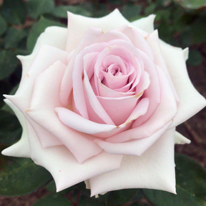 小苗|虞城园艺 灌木月季 云裳 粉紫色切花玫瑰四季开花耐热抗病