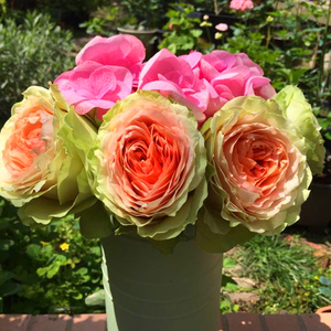 小苗|虞城园艺 灌木月季 吸引力 杏黄色绿边大花不垂头四季开花