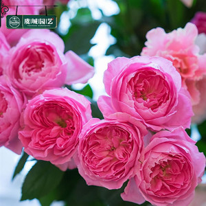 中苗|虞城园艺 花宫娜月季 京 多头丰花粉色四季开花耐热抗病