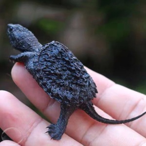 鳄龟苗鳄龟活物爆刺杂佛正宗纯佛宠物龟观赏龟真鳄鱼龟北美小鳄龟