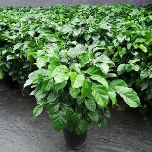 室内盆栽耐阴植物四季常青进化空气幸福树平安树桌面绿叶植物绿宝