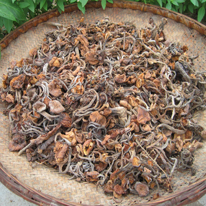 新货神农架纯野生青杠菌干货精选特级树秋重阳菌青冈菌蘑菇野菌子