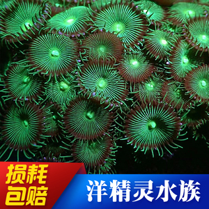 绿水螅 绿色大眼纽扣珊瑚海水软体可繁殖软体lps 活体生物