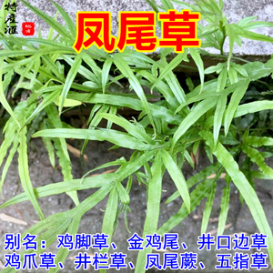 中药材凤尾草 干货鸡爪草全株带根鸡脚草500g包邮 井口边草井栏草