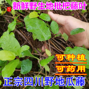 新鲜野地瓜藤500g包邮 四川野生地枇杷藤叶药用 地石榴地果苗种植