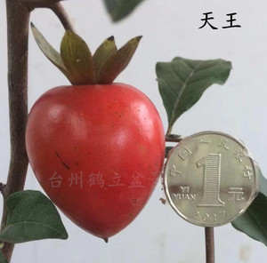 日本老鸦柿盆栽 观果嫁接小苗 天王