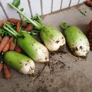 河南老品种露头青白萝卜青皮白萝卜漏头青萝卜沙窝萝卜5斤