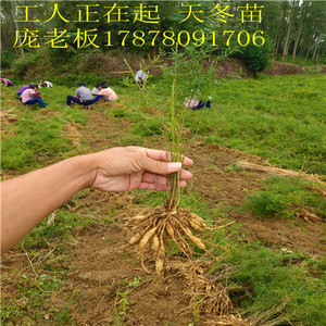 广西改良型大天冬种苗 适合云南浙江贵州江西湖北湖南广东种植