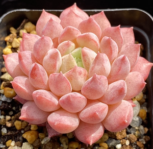 【樱桃】多肉植物新品杂交优选粉嫩云南露台精养一物一拍1.8更新