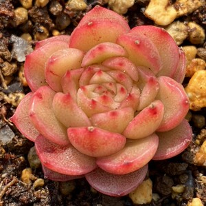 【红酒桃】多肉植物精品韩国进口 新品红尖尖油腻 包品种4.23更新